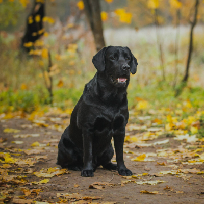 labrador dog