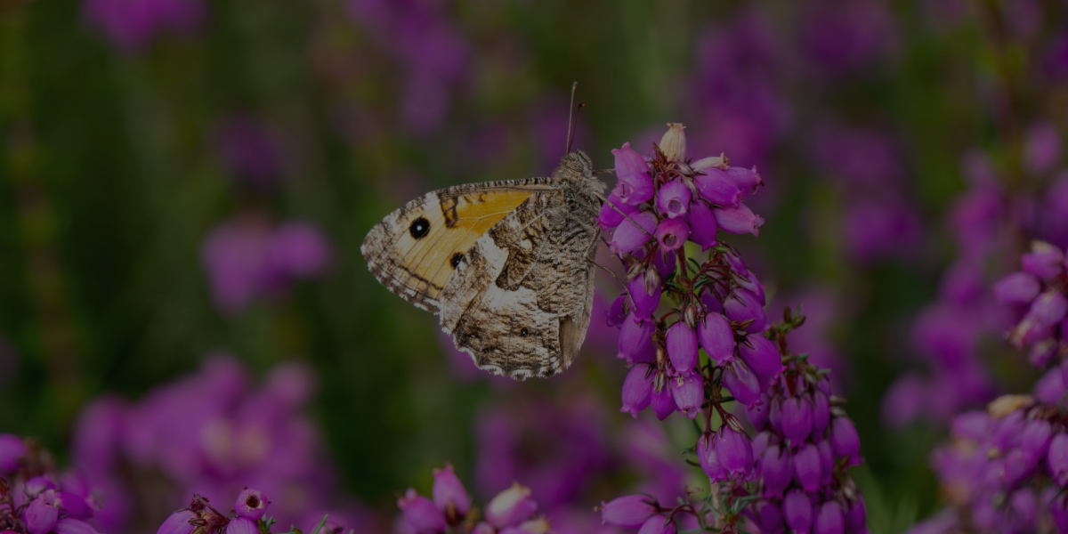 Butterfly Conservation case study banner